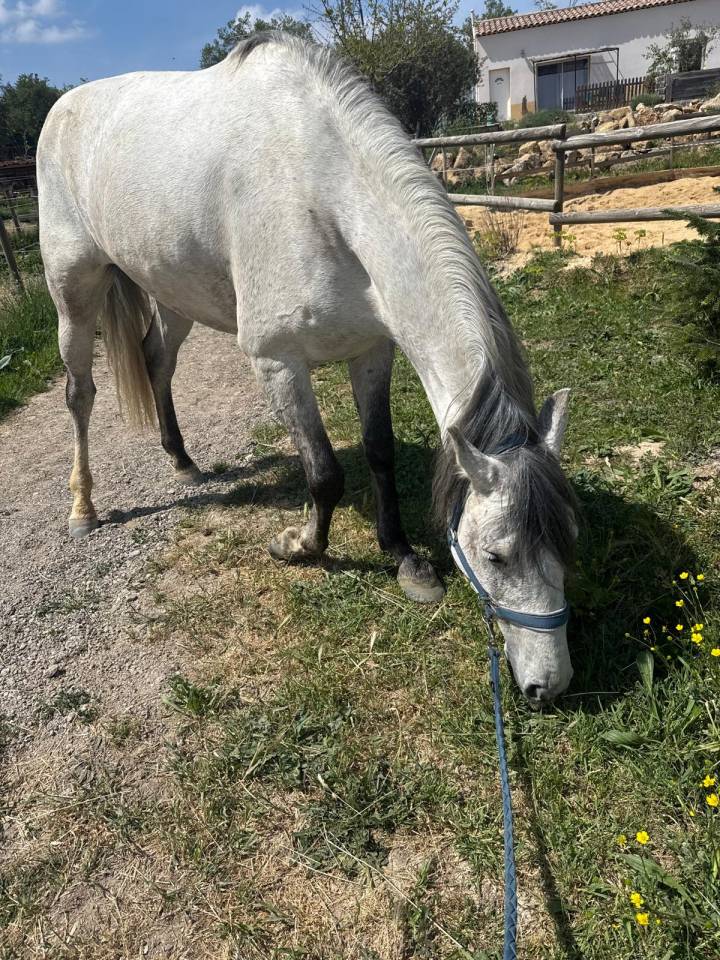 Caballo castrado Lusitano En venta 2019 Tordo