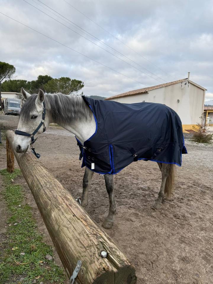 Caballo castrado Lusitano En venta 2019 Tordo