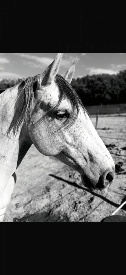 Caballo castrado Lusitano En venta 2019 Tordo