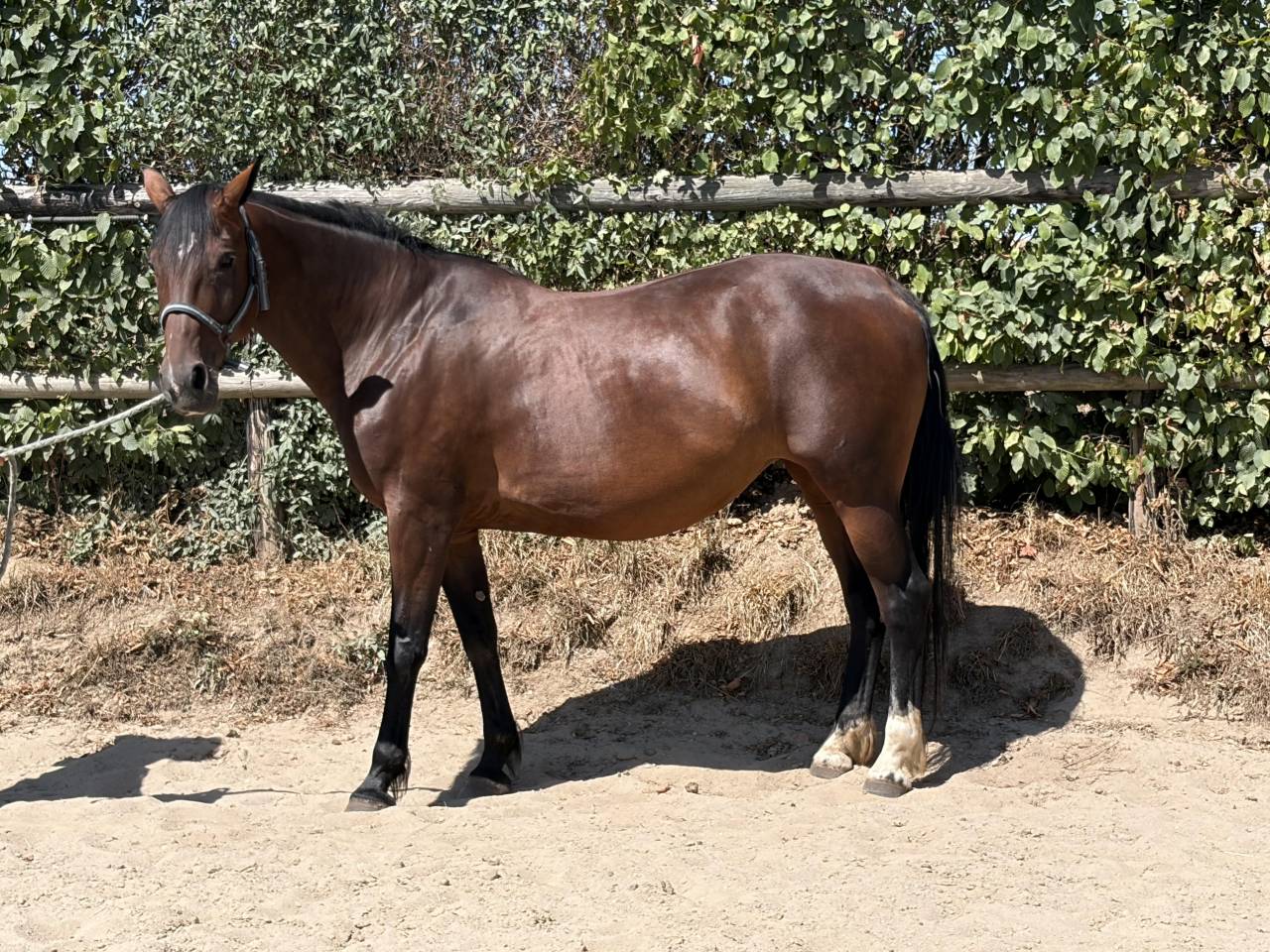 Yegua Trot&oacute;n Franc&eacute;s En venta 2014 Bayo