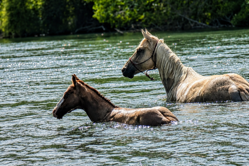 Potro Quarter Horse En venta 2026 Alaz&aacute;n