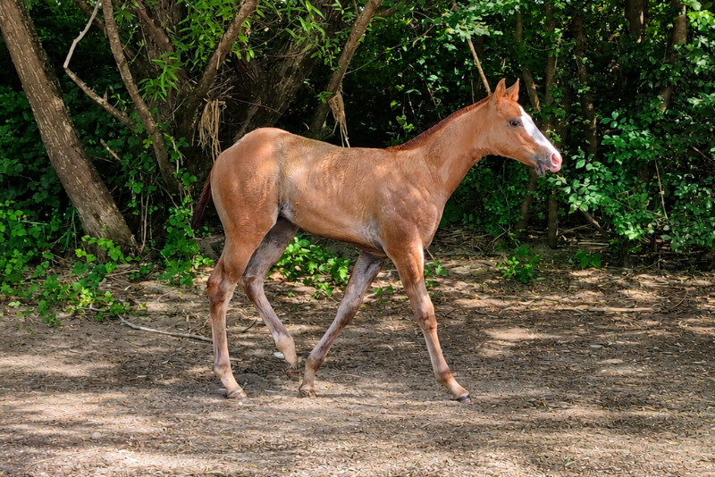 Potro Quarter Horse En venta 2026 Alaz&aacute;n