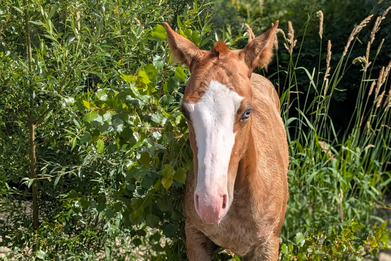 Potro Quarter Horse En venta 2026 Alaz&aacute;n