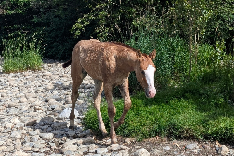 Potro Quarter Horse En venta 2026 Alaz&aacute;n