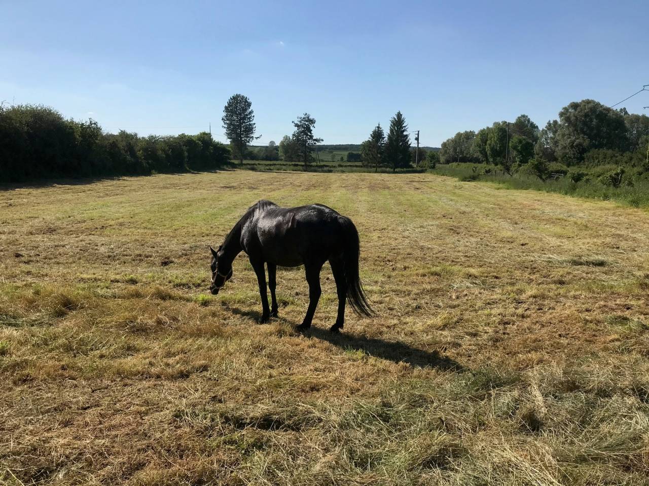Caballo castrado AQPS Donaci&oacute;n 2006 Bayo moreno por TRIVELLINO