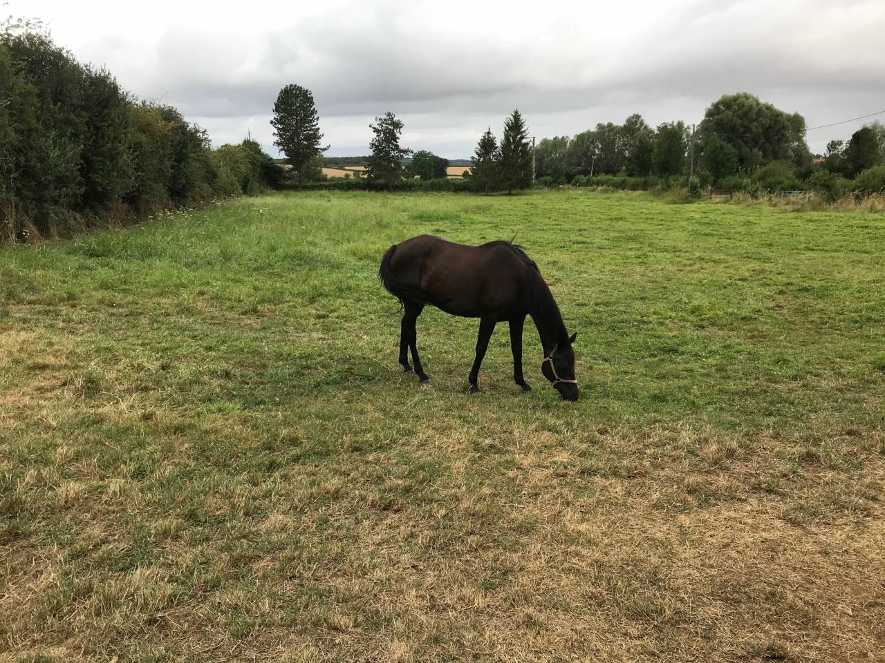 Caballo castrado AQPS Donaci&oacute;n 2006 Bayo moreno por TRIVELLINO