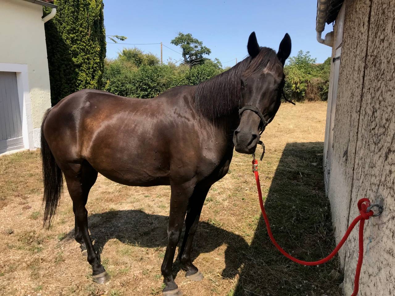 Caballo castrado AQPS Donaci&oacute;n 2006 Bayo moreno por TRIVELLINO