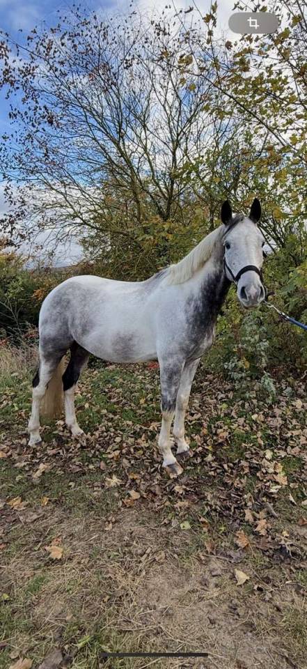 Caballo castrado Silla Franc&eacute;s En venta 2018 P&iacute;o