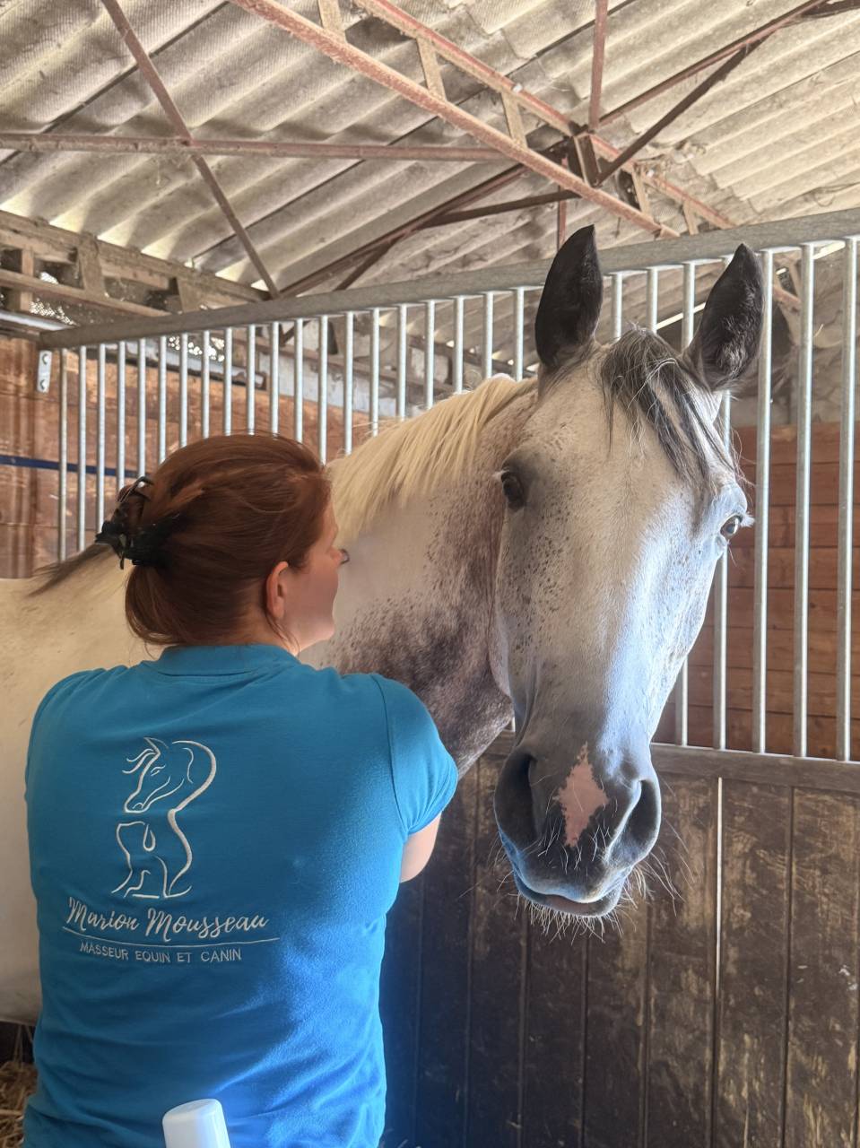 Caballo castrado Silla Franc&eacute;s En venta 2018 P&iacute;o