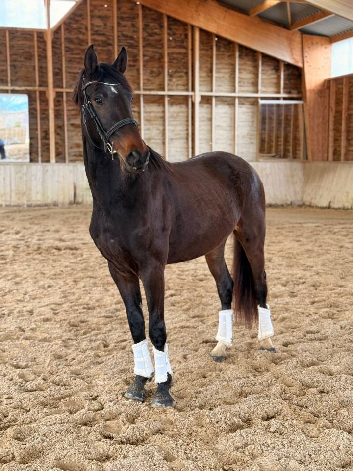 Caballo castrado KWPN Caballo de Deporte Neerland&eacute;s En venta 2023 Bayo moreno