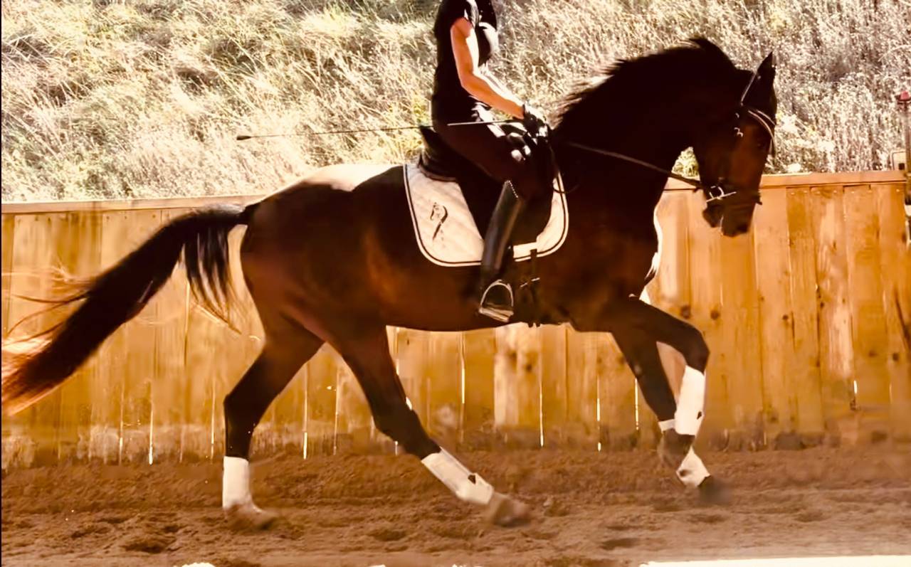 Caballo castrado KWPN Caballo de Deporte Neerland&eacute;s En venta 2023 Bayo moreno