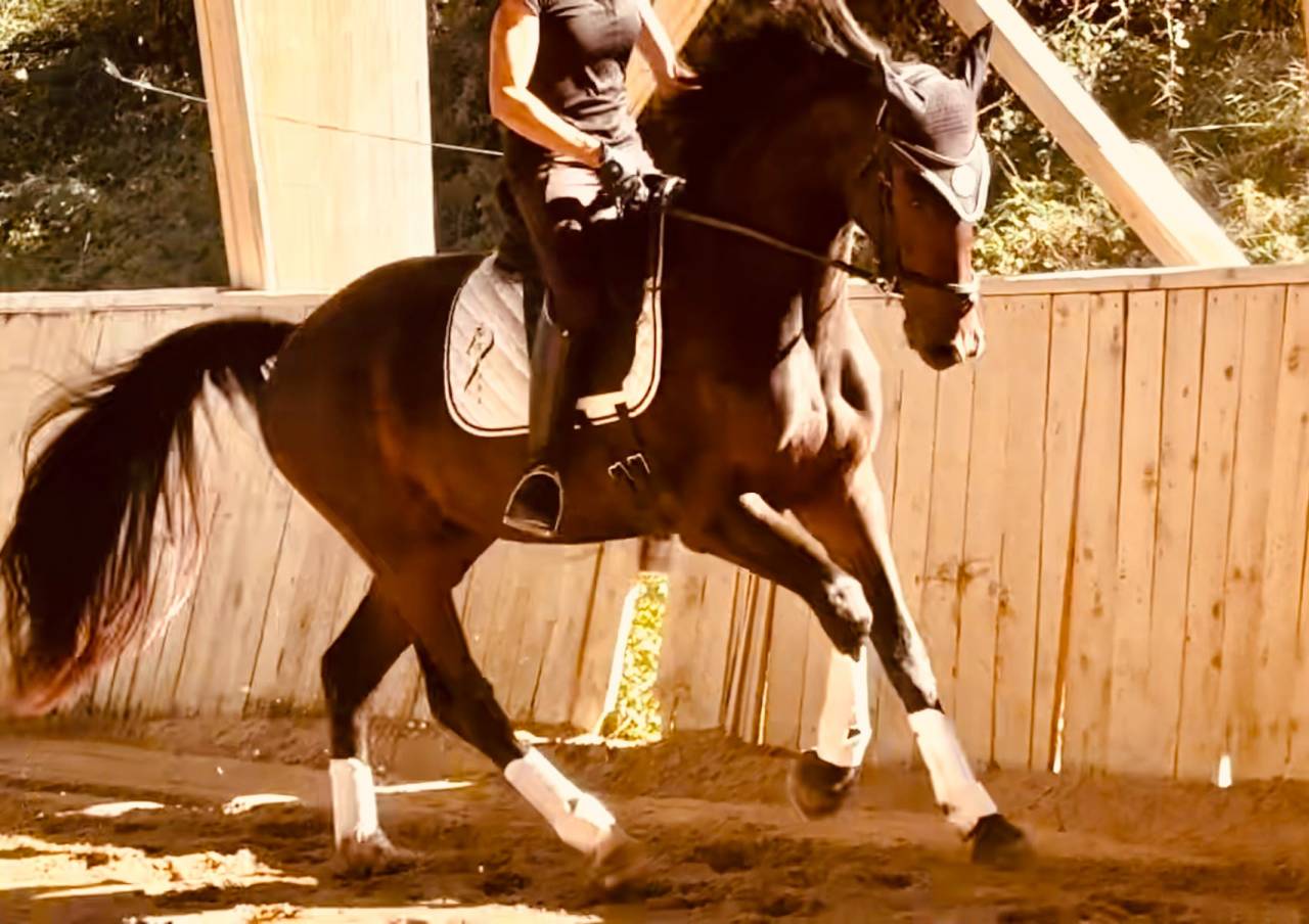 Caballo castrado KWPN Caballo de Deporte Neerland&eacute;s En venta 2023 Bayo moreno