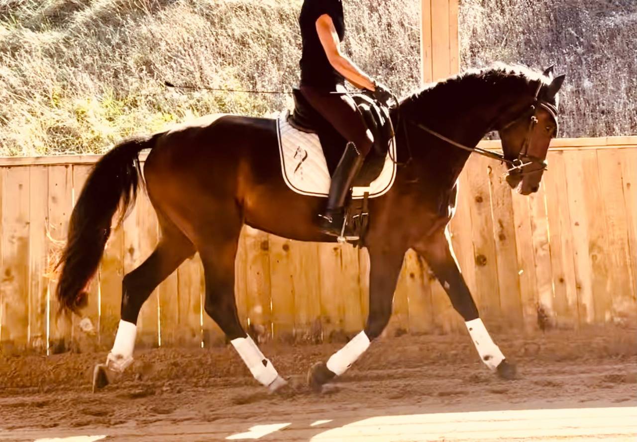 Caballo castrado KWPN Caballo de Deporte Neerland&eacute;s En venta 2023 Bayo moreno