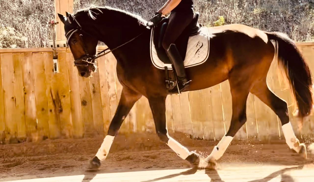 Caballo castrado KWPN Caballo de Deporte Neerland&eacute;s En venta 2023 Bayo moreno
