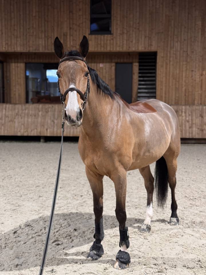 Caballo castrado Silla Franc&eacute;s En venta 2016 Bayo por CHEF ROUGE
