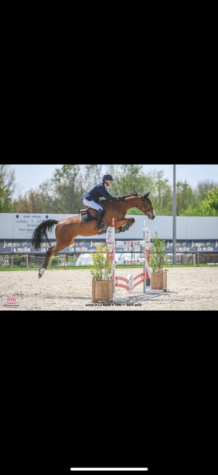 Caballo castrado Silla Franc&eacute;s En venta 2016 Bayo por CHEF ROUGE