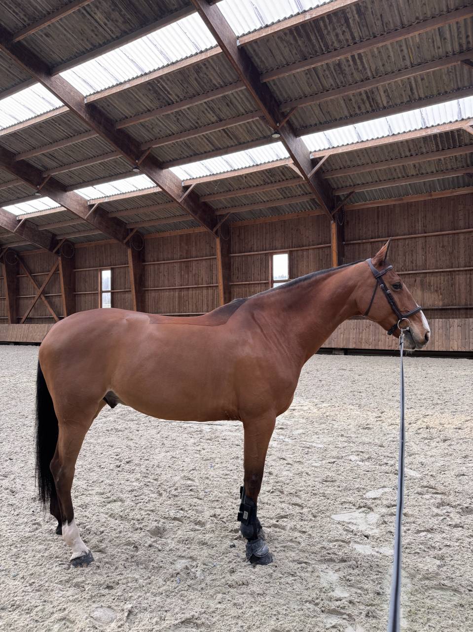 Caballo castrado Silla Franc&eacute;s En venta 2016 Bayo por CHEF ROUGE