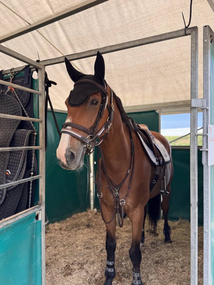 Caballo castrado Silla Franc&eacute;s En venta 2016 Bayo por CHEF ROUGE