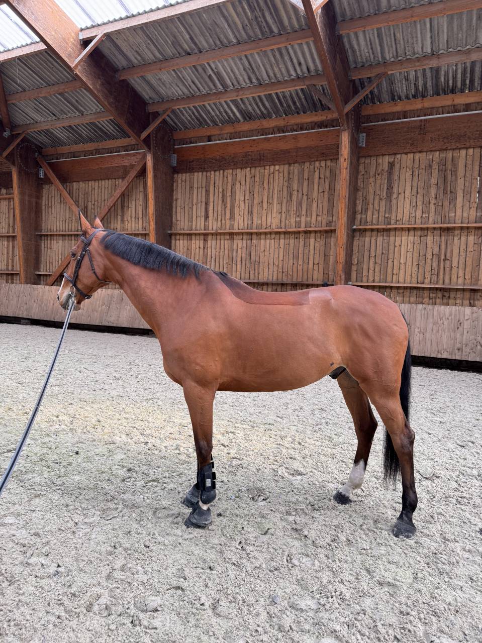 Caballo castrado Silla Franc&eacute;s En venta 2016 Bayo por CHEF ROUGE