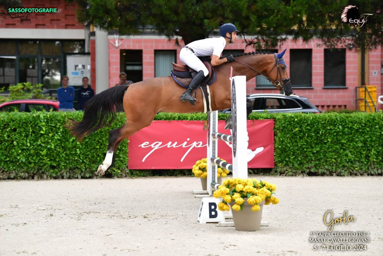 Caballo castrado Zangersheide En venta 2020 Bayo por Canto