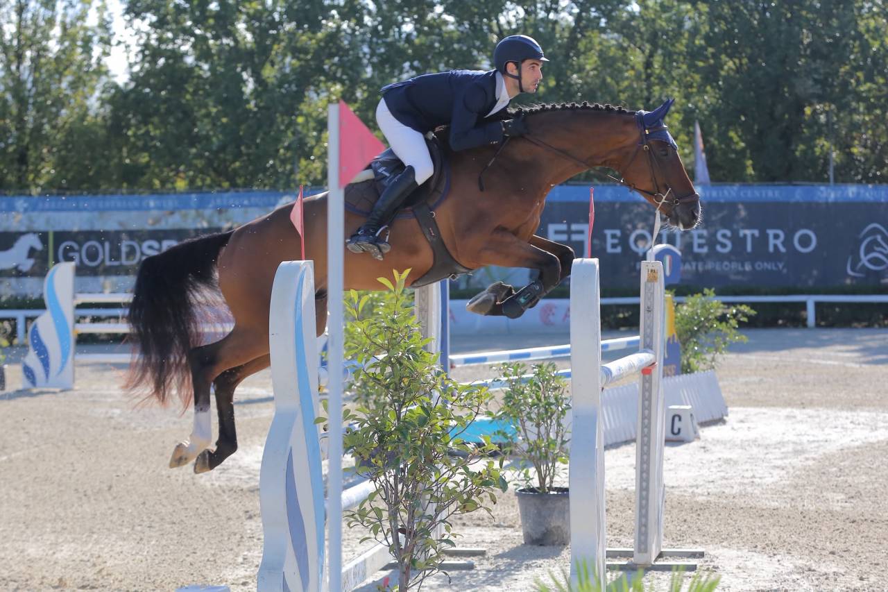Caballo castrado Zangersheide En venta 2020 Bayo por Canto