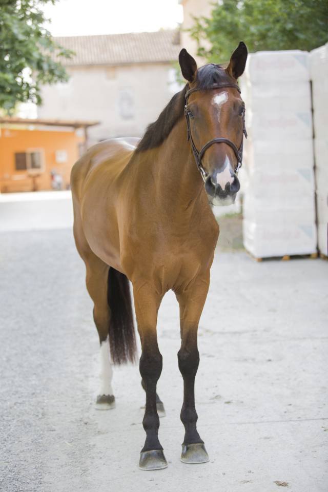 Caballo castrado Zangersheide En venta 2020 Bayo por Canto