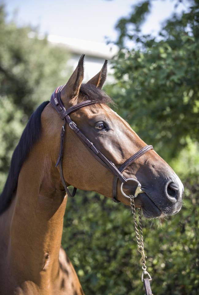 Caballo castrado Zangersheide En venta 2020 Bayo por Canto