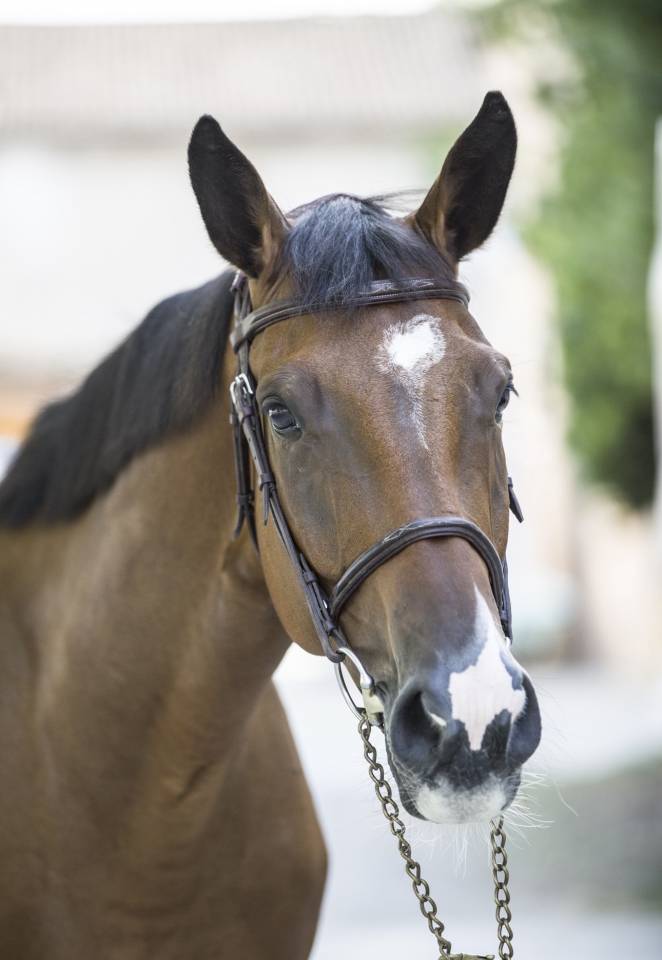 Caballo castrado Zangersheide En venta 2020 Bayo por Canto