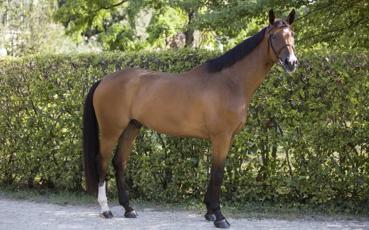 Caballo castrado Zangersheide En venta 2020 Bayo por Canto