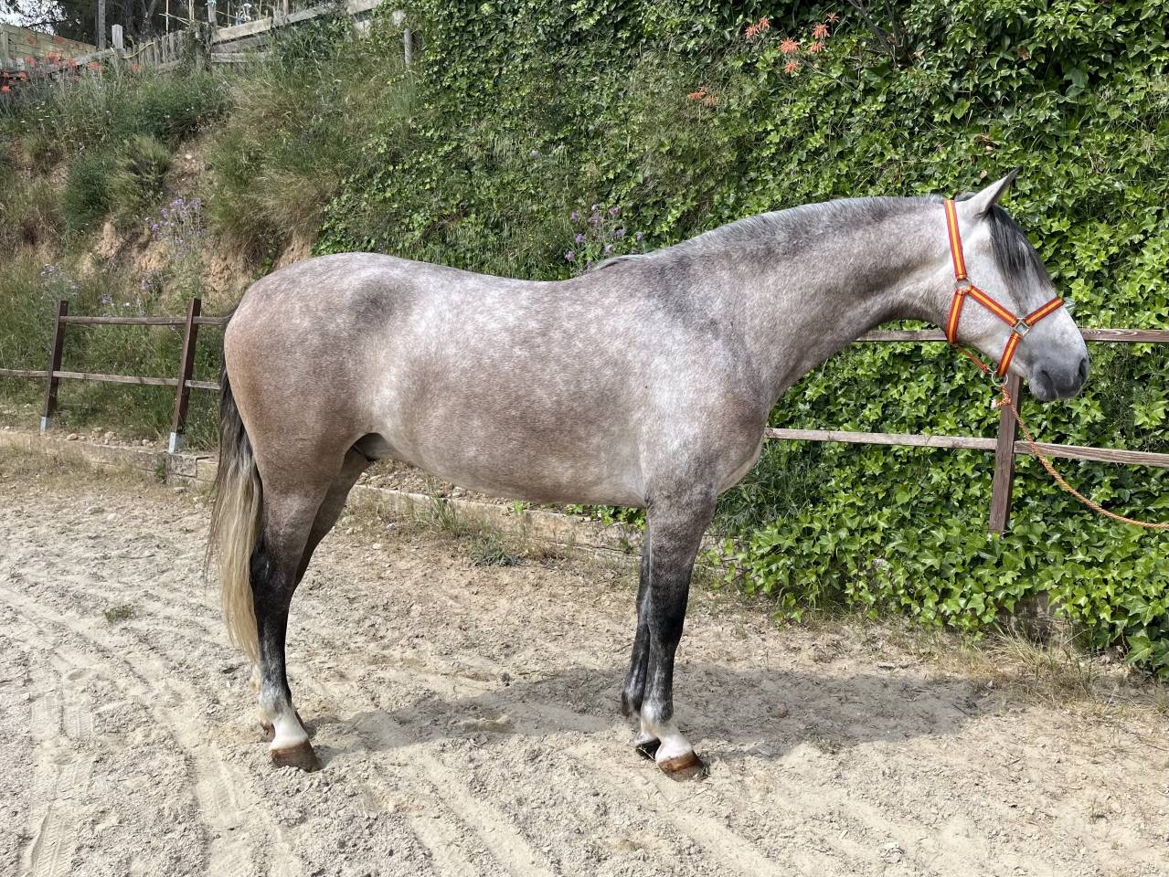 ESPECTACULAR PRE 