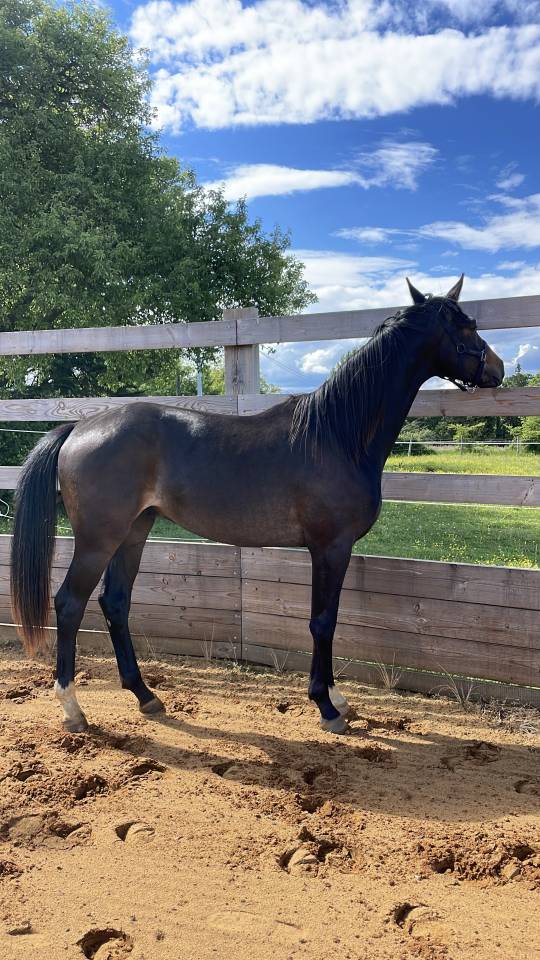 Caballo castrado Silla Franc&eacute;s En venta 2024 Bayo moreno por DANCIANO