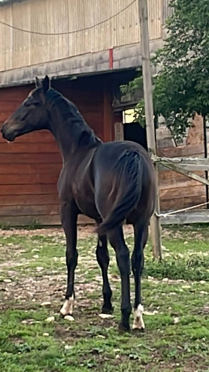 Caballo castrado Silla Franc&eacute;s En venta 2024 Bayo moreno por DANCIANO