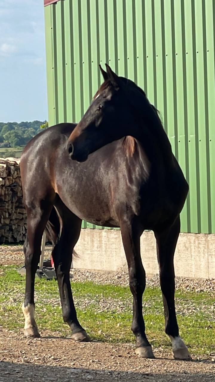 Caballo castrado Silla Franc&eacute;s En venta 2024 Bayo moreno por DANCIANO