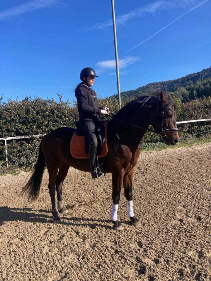 Caballo castrado KWPN Caballo de Deporte Neerland&eacute;s En venta 2015 Bayo por SANDREO