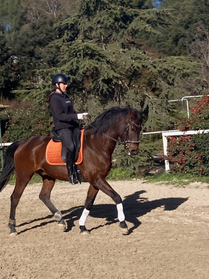 Caballo castrado KWPN Caballo de Deporte Neerland&eacute;s En venta 2015 Bayo por SANDREO