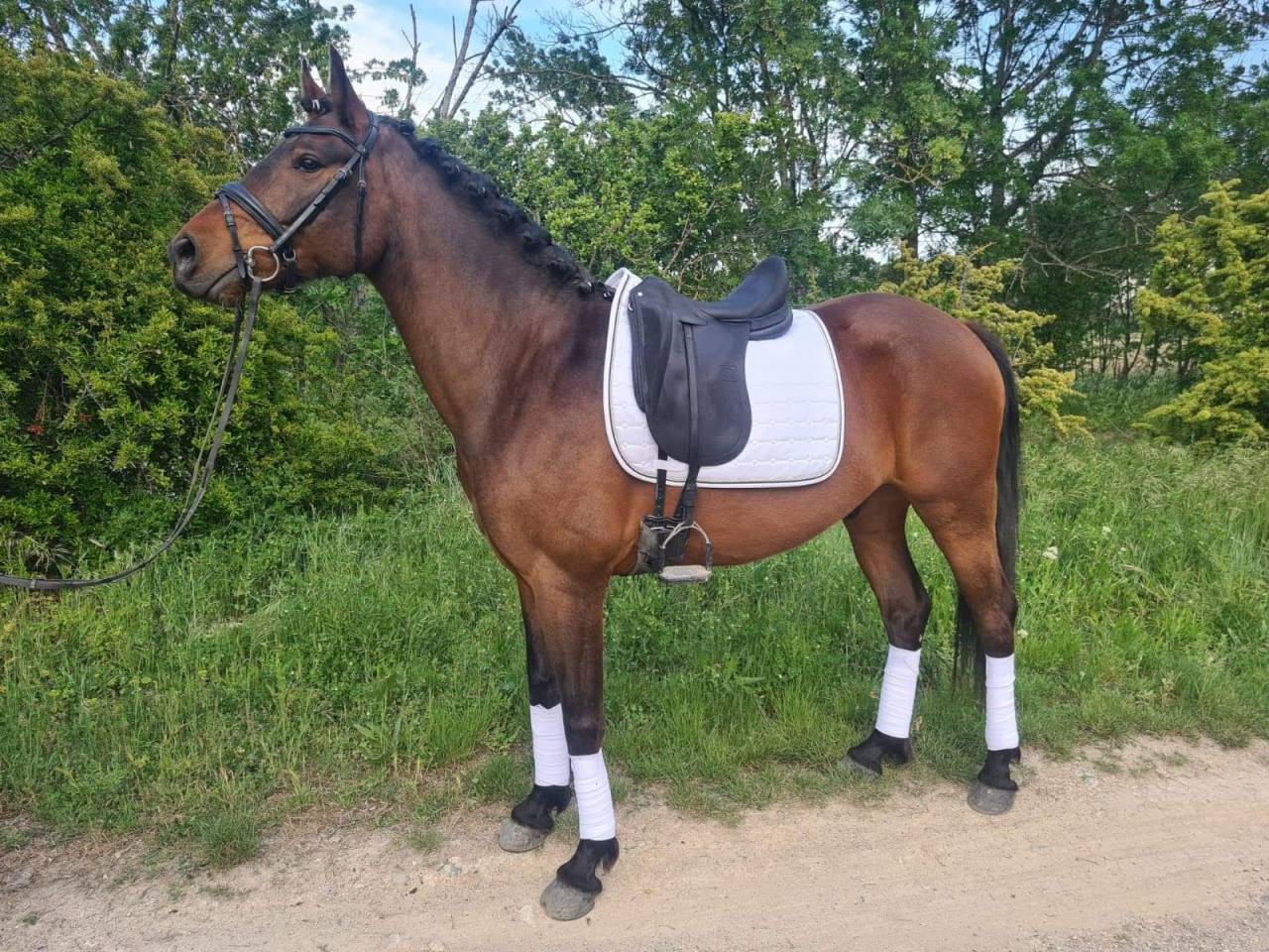 Caballo castrado KWPN Caballo de Deporte Neerland&eacute;s En venta 2015 Bayo por SANDREO