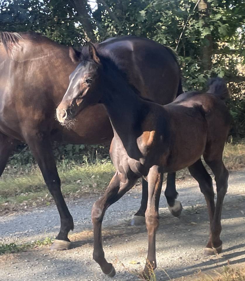 Potranca Silla Franc&eacute;s En venta 2026 Negro por HEROE DE CAFENY