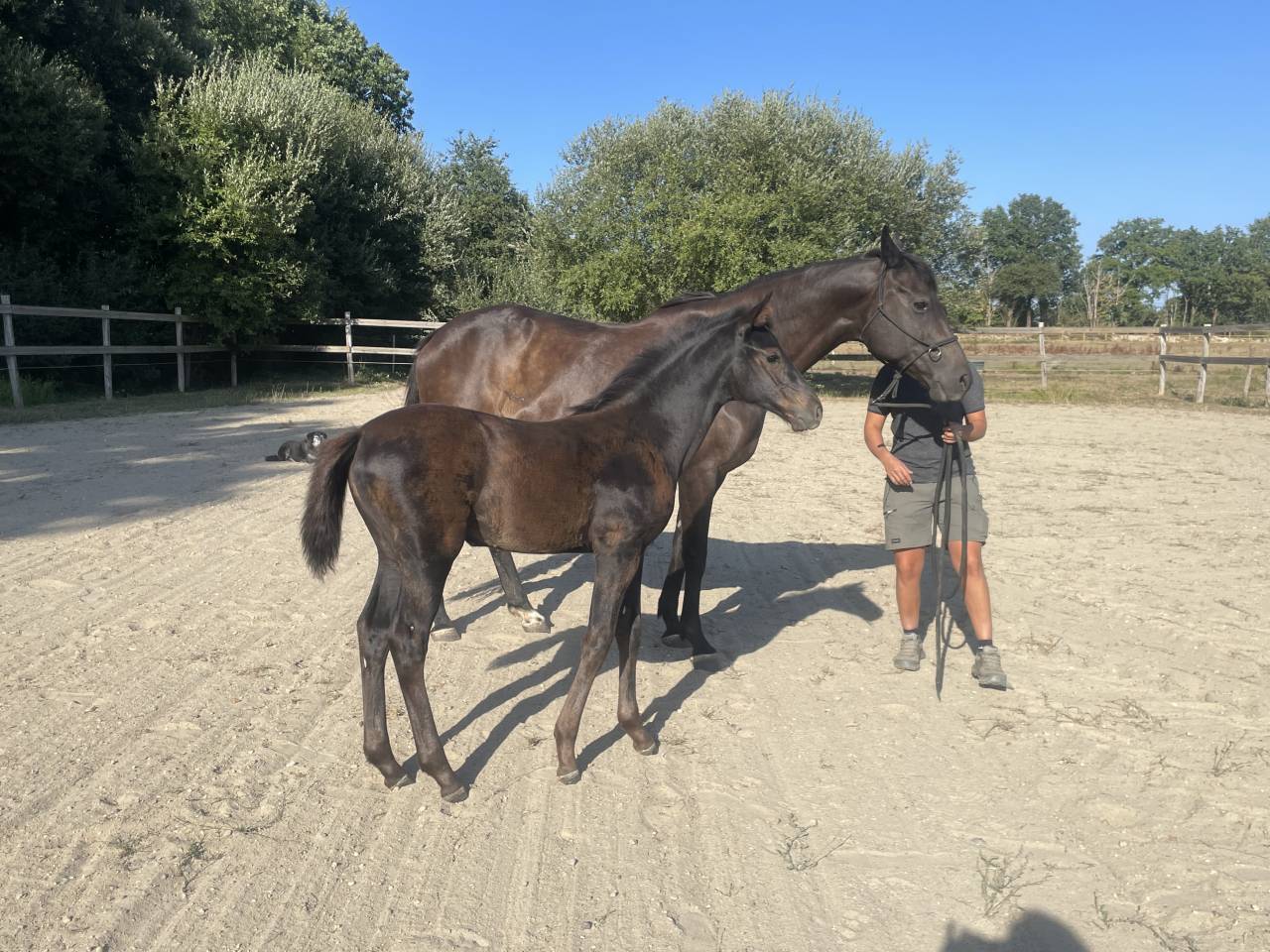 Potranca Silla Franc&eacute;s En venta 2026 Negro por HEROE DE CAFENY