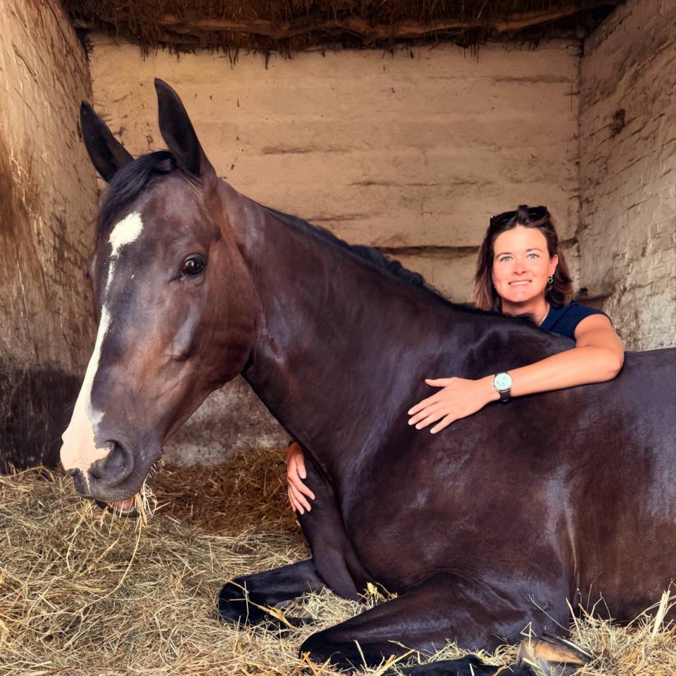Caballo castrado Silla Franc&eacute;s En venta 2019 Bayo moreno