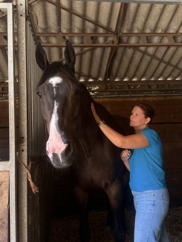 Caballo castrado Silla Franc&eacute;s En venta 2019 Bayo moreno