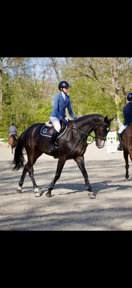 Caballo castrado Silla Franc&eacute;s En venta 2019 Bayo moreno