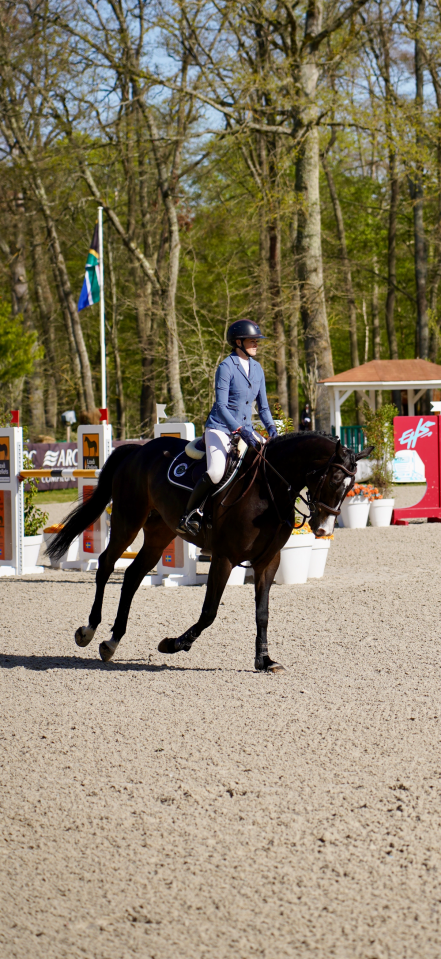 Caballo castrado Silla Franc&eacute;s En venta 2019 Bayo moreno