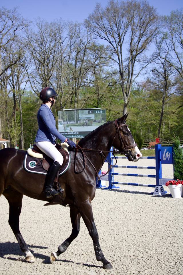 Caballo castrado Silla Franc&eacute;s En venta 2019 Bayo moreno