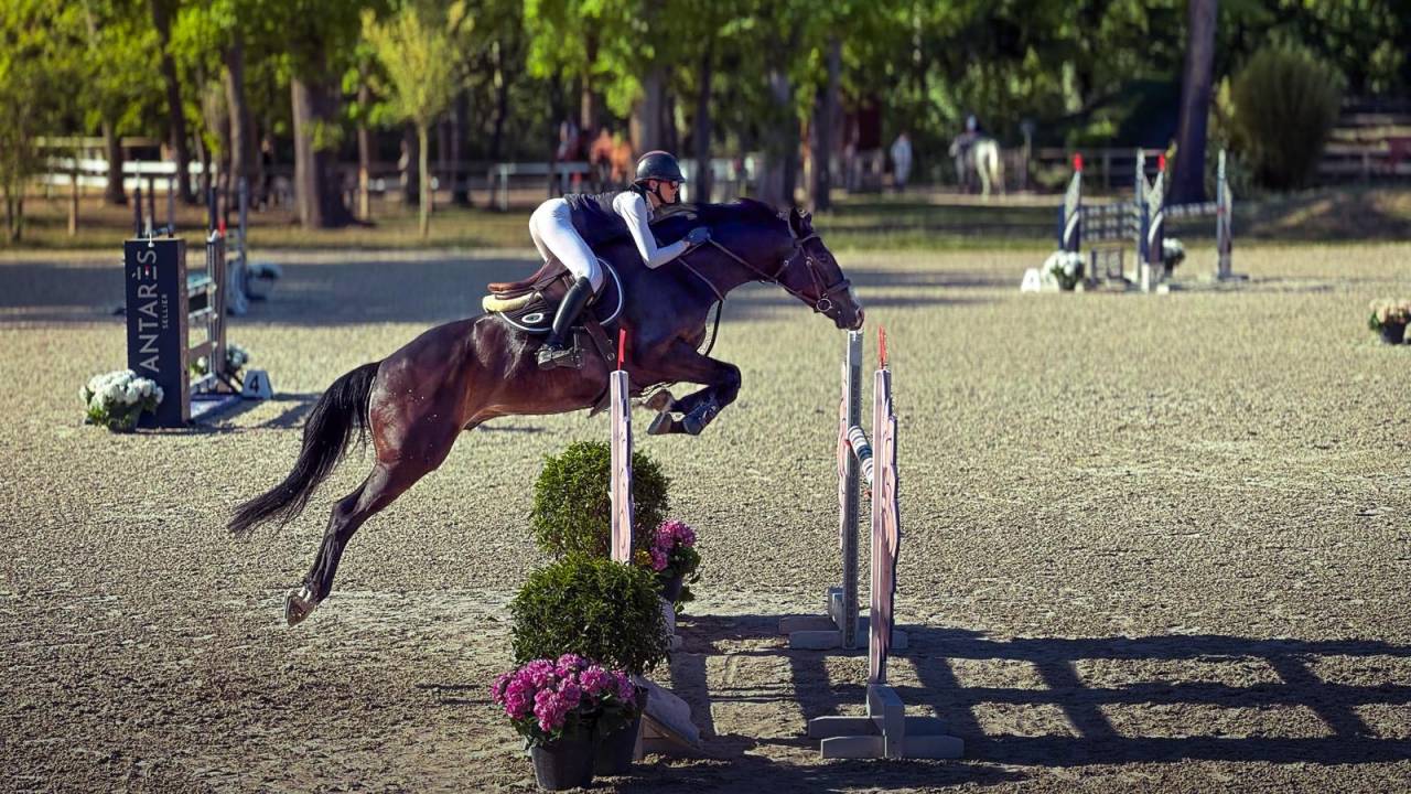 Caballo castrado Silla Franc&eacute;s En venta 2019 Bayo moreno