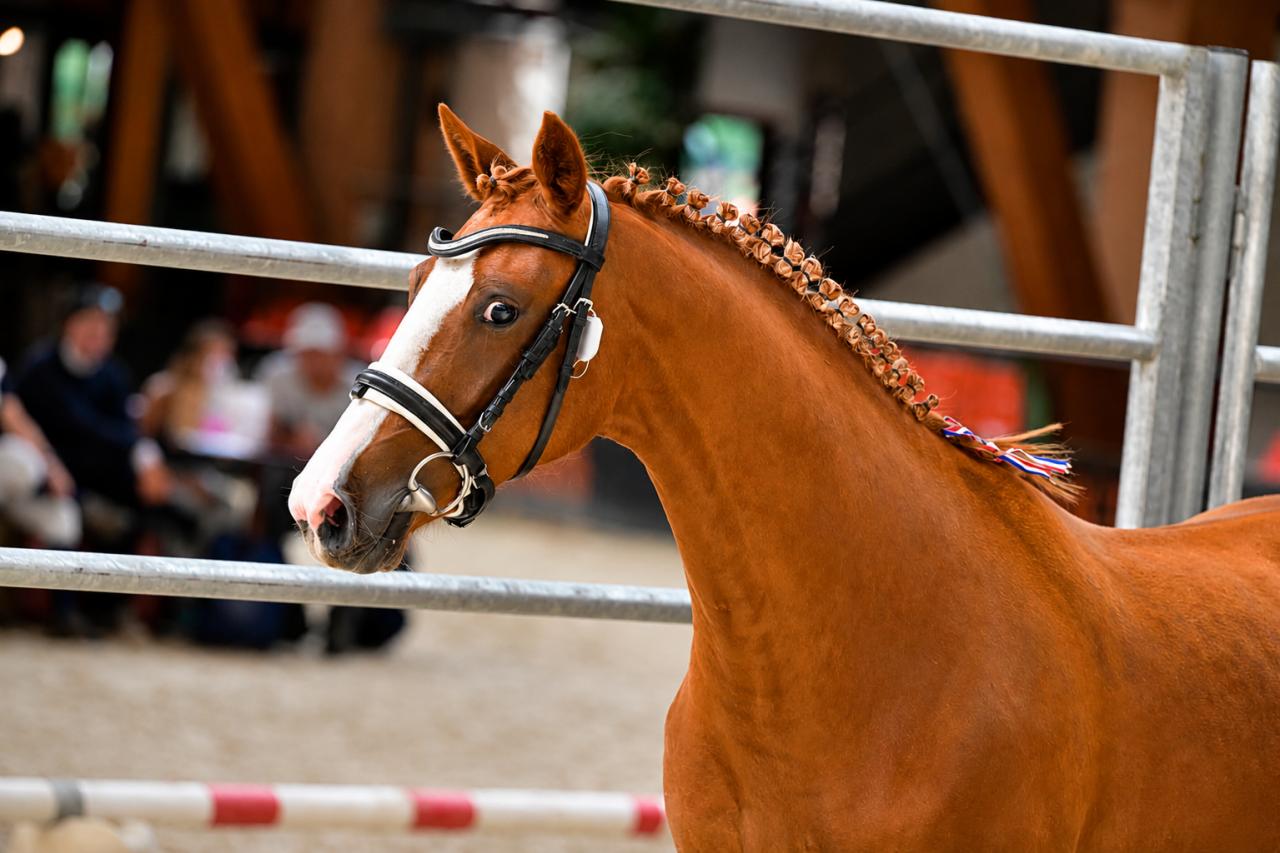 Yegua Otra Raza de Poni En venta 2022 Alaz&aacute;n