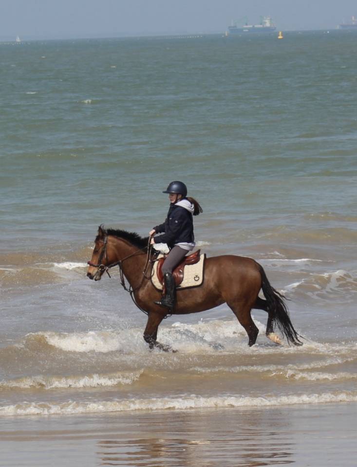 Yegua PFS Poni Fran&ccedil;&eacute;s de Silla En venta 2015 Bayo por INTERMEDE A BORD