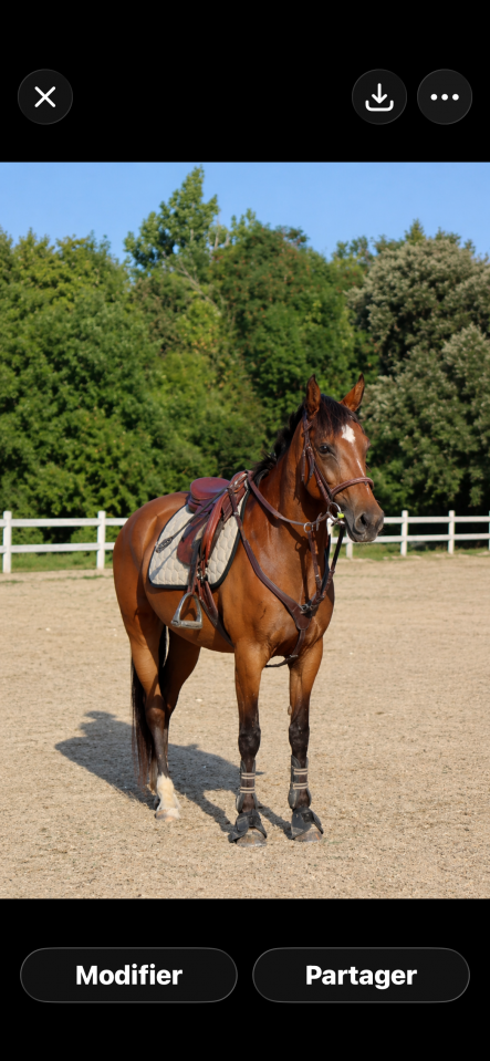 Yegua PFS Poni Fran&ccedil;&eacute;s de Silla En venta 2015 Bayo por INTERMEDE A BORD