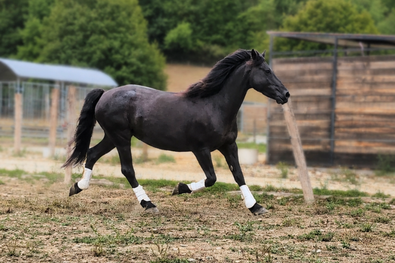 Yegua M&eacute;rens En venta 2020 Negro por Sheitan du Boila