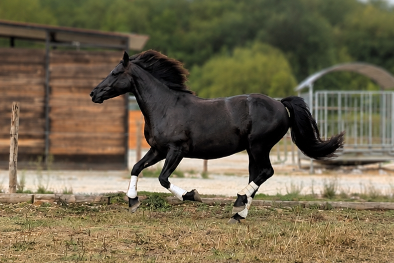 Yegua M&eacute;rens En venta 2020 Negro por Sheitan du Boila