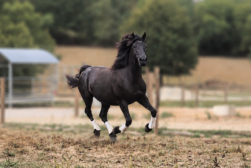 Yegua M&eacute;rens En venta 2020 Negro por Sheitan du Boila